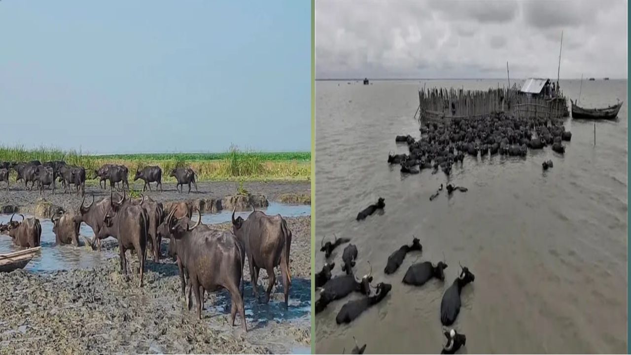জোয়ারে ভেসে গেলো শতাধিক মহিষ...