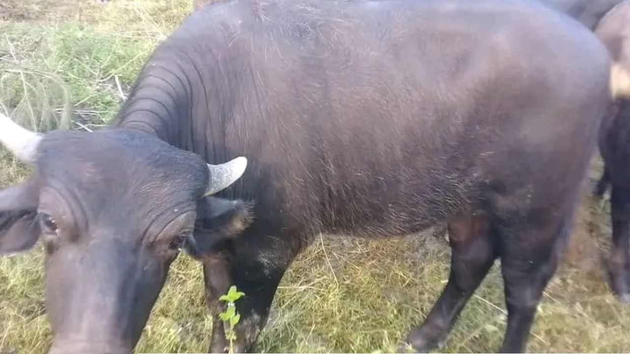 ডাকাতির প্রকোপে দিশেহারা ভোলার চরাঞ্চলের মহিষ খামারীরা।    