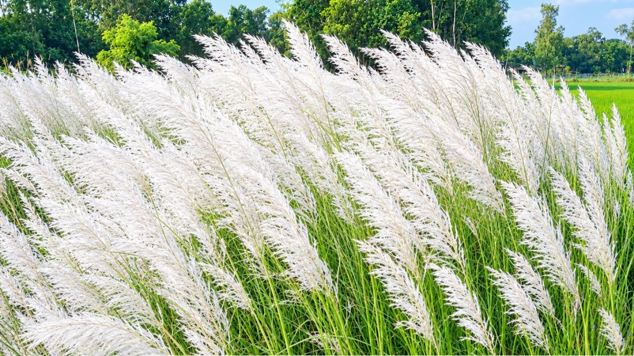 শরতের কাশফুলে অপরূপ নন্দীগ্রামের কাশবন 