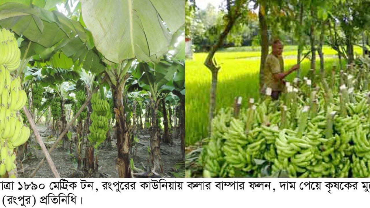 কলা গ্রাম’ খ্যাত কাউনিয়ায় বাম্পার ফলন  উৎপাদন লক্ষ্যমাত্রা ১,৮৯০ মেট্রিক টন, বেজায় খুশি চাষিরা